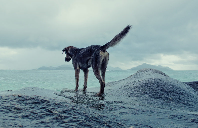 Altijd op zoek naar een basfoto